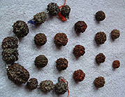 A selection of different sided and sized rudraksha's